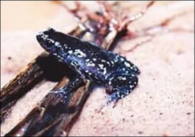 En biologie, Syncope est un genre d'amphibien synonyme de Chiasmocleis. O&ugrave; peut-on rencontrer les 36 esp&egrave;ces de ce genre ?