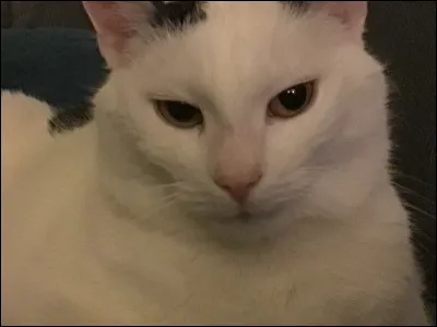 La petite dernière qui na aucun rapport !
Trouves-tu que mon chat est mignon ?