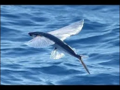 On l'appelle poisson volant et aussi ...