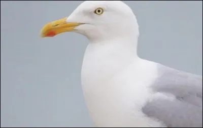 Comment dit-on "mouette" en anglais ?