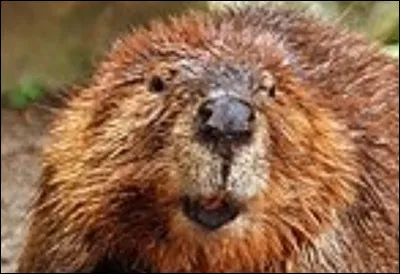 Que veut dire "castor" en anglais ?