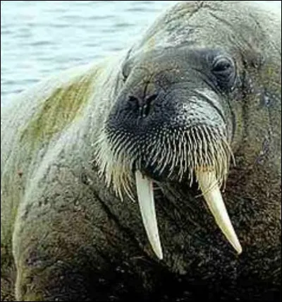 Comment dit-on "morse" en anglais ?