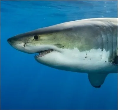 Que veut dire "requin" en anglais ?