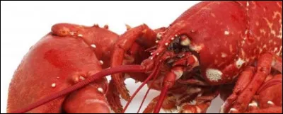 Quelle est la traduction anglaise de "homard" ?