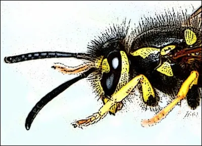 Comment dit-on "guêpe" en anglais ?