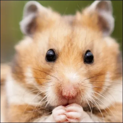 Que signifie "hamster" en anglais ?
