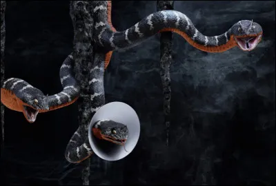 De quel pays est-il originaire ?