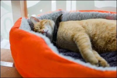 Quelle est votre résistance au sommeil ?