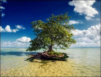 Qui chantait, en duo avec Garou, "Je me souviens d'un arbre, je me souviens du vent, de ces rumeurs de vagues au bout de l'océan", dans sa chanson "La Rivière de notre enfance" ?