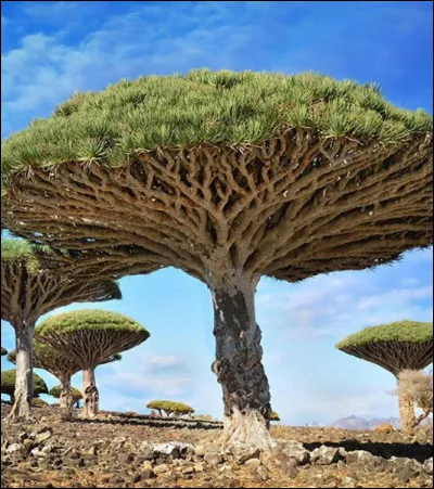 Quel est cet arbre emblématique du Yémen ?