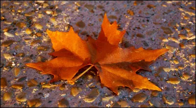 De quel arbre, cette jolie feuille d'automne est-elle tombée ?