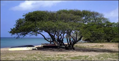 Quel est cet arbre, considéré comme le plus dangereux du monde, par sa haute toxicité qui lui vaut le surnom "d'arbre de la mort" ?