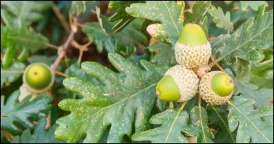 Un petit cadeau final pour vous remercier : si votre score sur ce quiz est de moins de 10 %, comme le fruit de quel arbre vous êtes-vous débrouillé ?