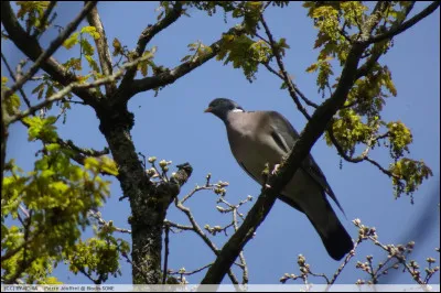 Dans quelle chanson de Barbara entend-on "Y a un arbre, Pigeon vole" ?