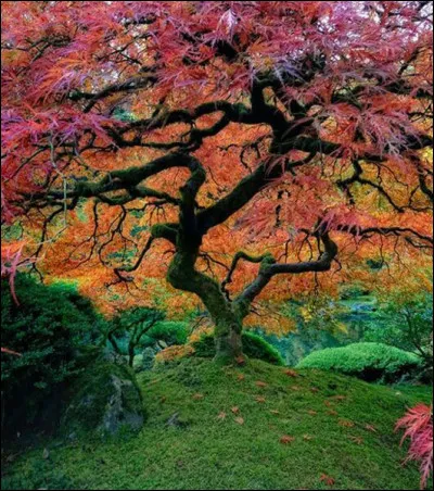 Quel est cet arbre aux nuances de couleurs vertes et roses extravagantes, existant à Portland, dans l'Oregon ?