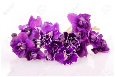 Quel est le nom de cette plante violette ?