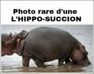 Une photo que j'avais depuis longtemps dans mon ordinateur.
Il n'y a pas de question précise, mais sur quel continent pourrait-on voir cela ?