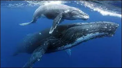 En prononciation, je suis le nom du bébé baleine mais également le nom d'une voiture de chez ...