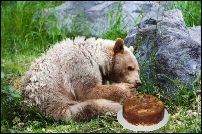 ___ Et là, combien y en a-t-il ? ___

Ce jour-la, cet impressionnant grizzly d'Amérique du Nord n'avait pas l'intention de se contenter de saumons, de prêles ni d'oseilles. Il avait une envie irrépressible d'engloutir un phare breton au miel, car habité par une pharamineuse fringale post-hibernation.