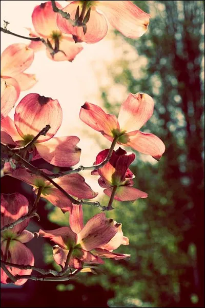 A quel camp de concentration était associé le commando Laura ?