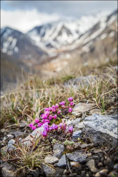 En quelle année le roman "Laura" est-il adapté au cinéma ?