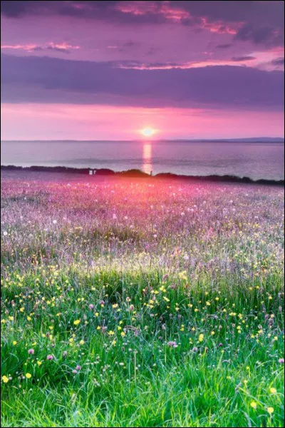 Qui a composé "Laura", chantée par la suite par Johnny Hallyday ?