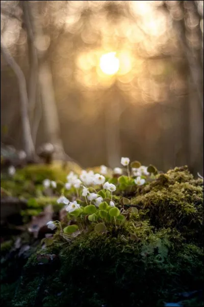 Quel animal est le crapet-soleil ?