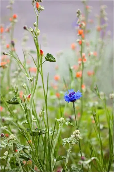Quel héros a accédé au temple du Soleil dans les bandes dessinées ?