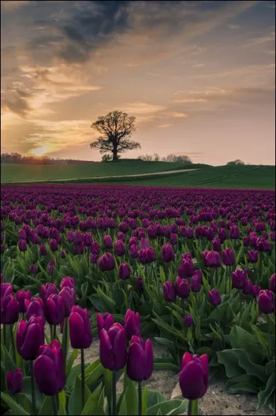 Dans quelle bande dessinée retrouve-t-on "Le Jour du soleil noir" ?