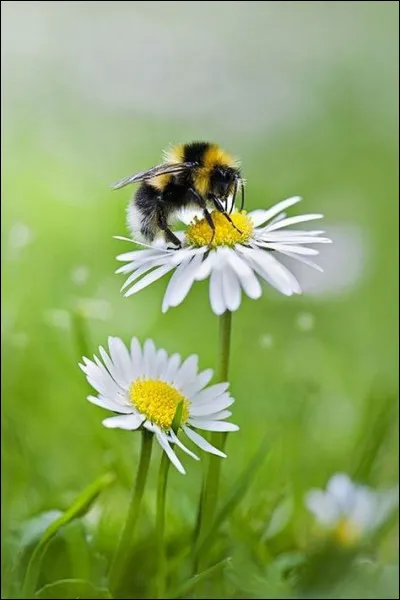 Qui a prononcé le discours dans lequel on entend "We choose to go to the Moon" ?