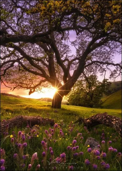 Dans quel pays a été retrouvée la sculpture Orthostat 47 représentant la Lune ?