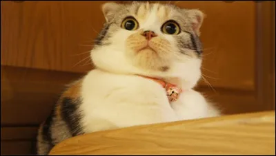 Ton animal totem, c'est...