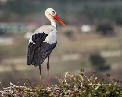 Et voici l'oiseau emblématique de l'Alsace !