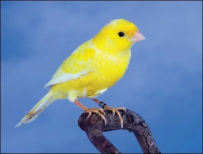 Dans une bande dessinée, il se nomme Titi ! Quel est cet oiseau, en anglais ?