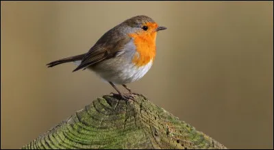 Et enfin voici un petit passereau bien connu !