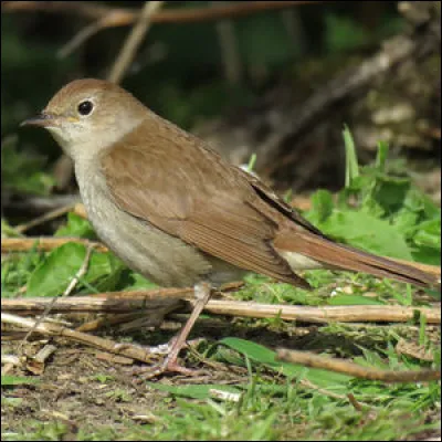 Quant à cet oiseau, dans une comptine on lui dit "chante, toi qui a le cur gai, tu as le cur à rire, moi, je l'ai à pleurer" :
