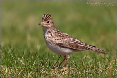 Et toi... je te plumerai ! Je te plumerai la tête ♫ ♪ ...