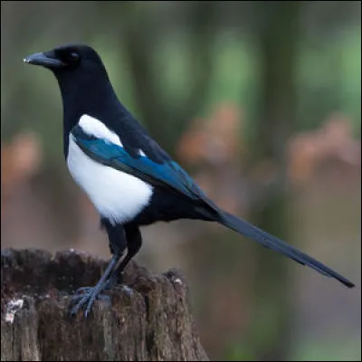 Elle a la réputation d'être voleuse ! Quel est son nom en Angleterre ?