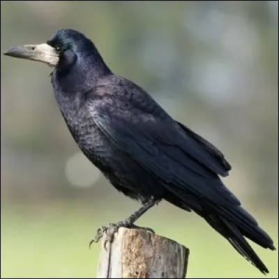 Quel est le nom de cet oiseau réputé pour écrire des lettres anonymes ?