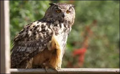 Comment se nomme celui-ci ?