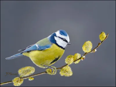 Voilà l'oiseau bleu ! quel est son nom ?