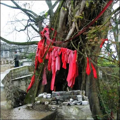 Comment appelle-t-on la croyance en une force qui donne vie aux êtres vivants, aux objets et aux éléments naturels ?