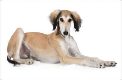 Quelle est la taille d'un saluki mâle ?