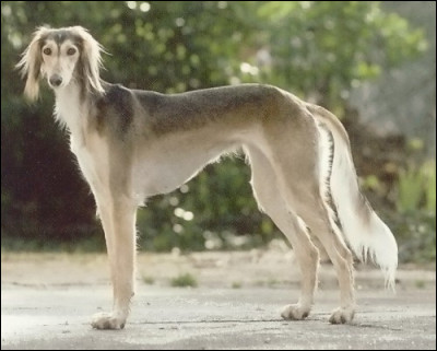 Et pour la femelle ?