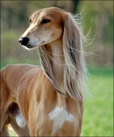 Quels différents type de robes peut avoir un saluki ?