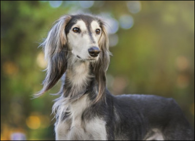 Est-ce que sa robe peut être de plusieurs couleurs ?