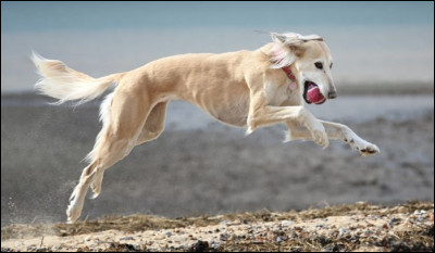 À combien de km/h (kilomètre-heure) peut-il courir ?