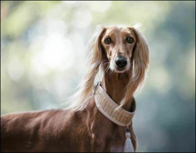 Quelles sont ses qualités principales ?