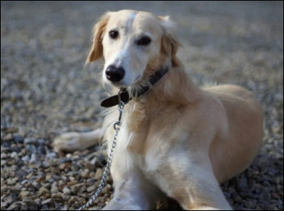 Quel est son trait de caractère ?