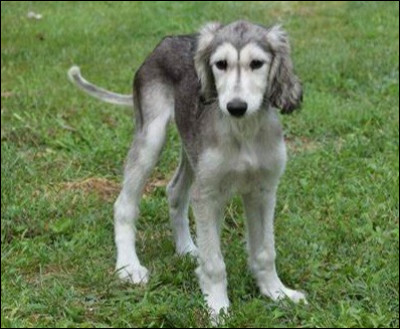 Comment surnomme-t-on cette race de chien ?